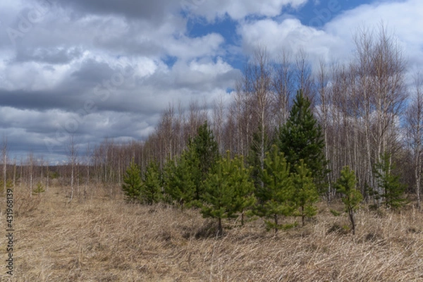 Fototapeta Spring forest landscape. Young green pines are soloing against the background of leafless birches and the textured sky of a white-blue sky. Last year's yellow grass is a sign of early spring. Ural (Ru