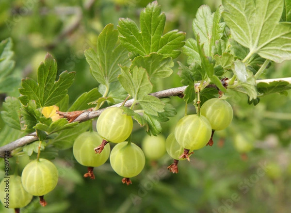 Obraz Gooseberries on a branch