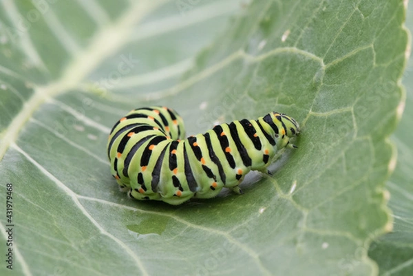 Obraz Caterpillar on leaf