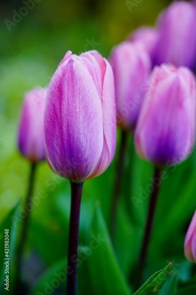 Fototapeta  Beautiful, colorful and fragrant tulips -  soft focus