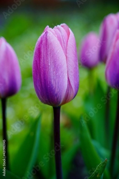 Fototapeta  Beautiful, colorful and fragrant tulips -  soft focus