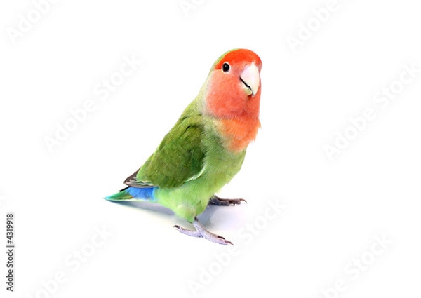 Obraz Lovebird