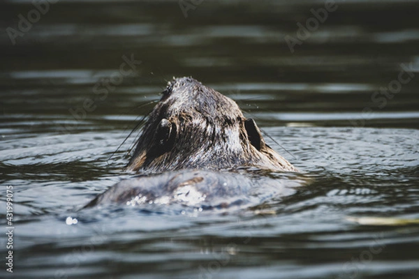 Obraz Nutria im Park