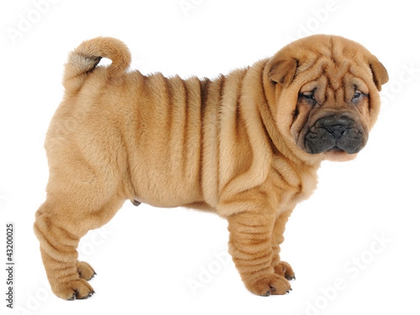 Fototapeta Shar pei puppy  in studio