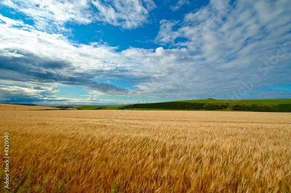 Obraz campo di grano 2