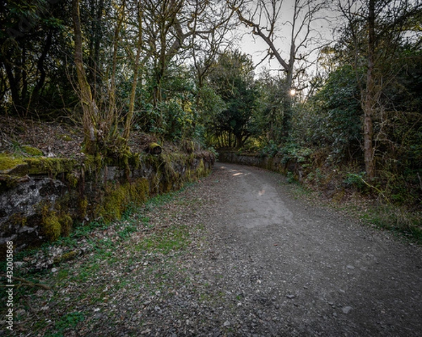 Obraz path in the forest