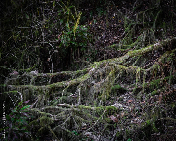 Obraz roots in the forest