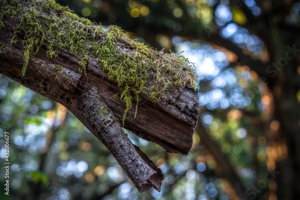 Obraz tree trunk in the forest