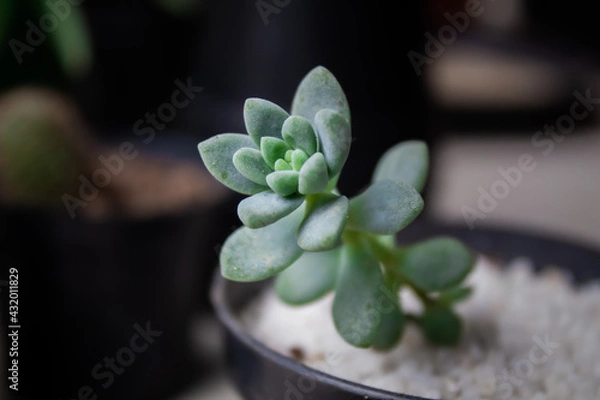 Fototapeta A simple and beautiful succulent in the growth stage.