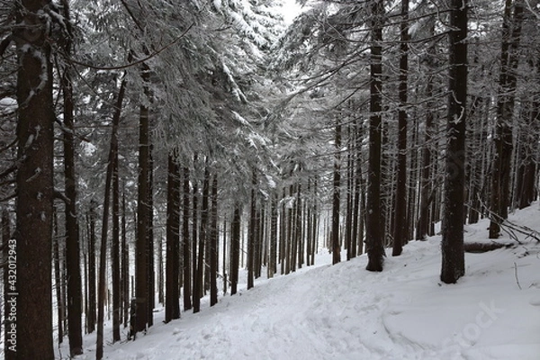 Obraz Beautiful winter landscape with snow covered trees in Czech Republic