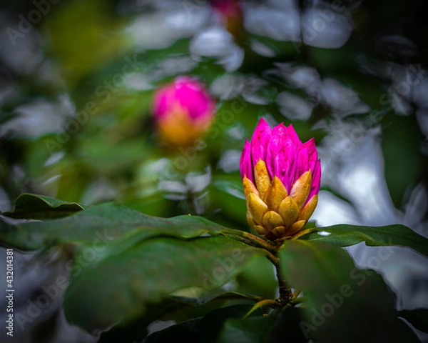 Obraz pink and yellow flower