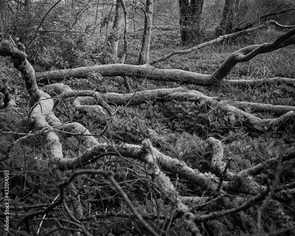 Obraz Old tree roots 