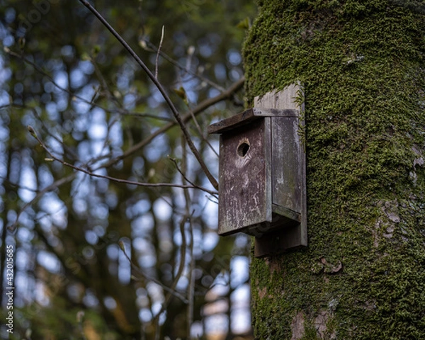 Obraz birdhouse on tree