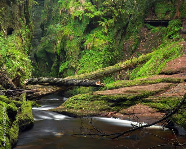 Obraz river in the forest