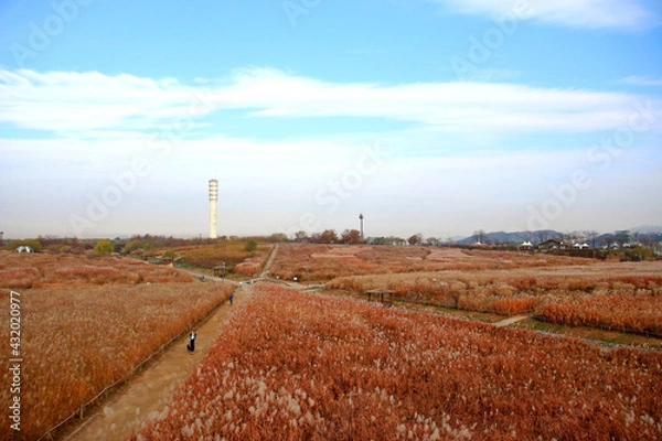 Fototapeta path through the reeds field in haneul park (another name sky park, one of the worldcup park in Seoul)