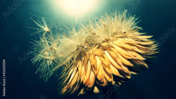 Obraz dry dandelion