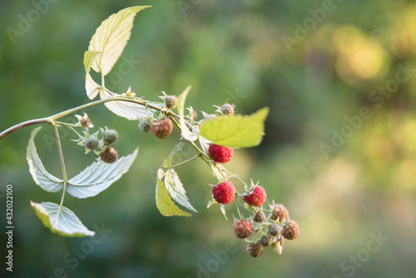 Obraz wild raspberries