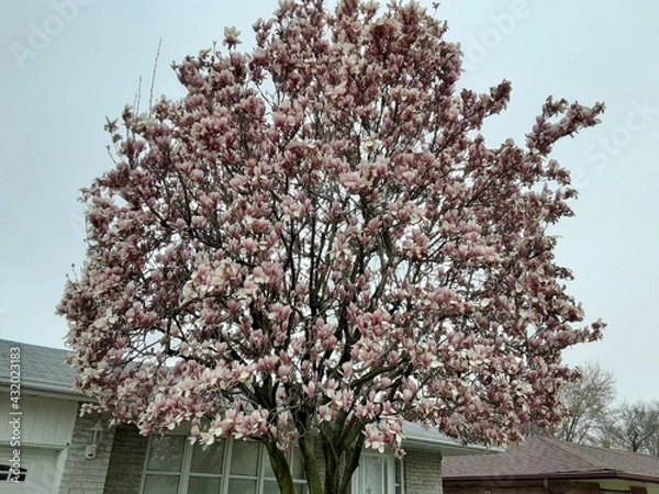 Fototapeta tree in bloom