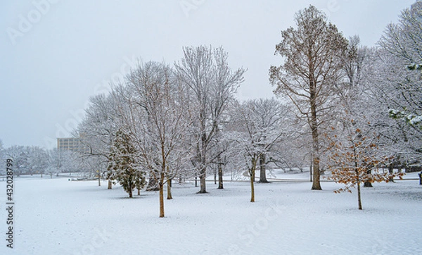 Obraz Snow Covered Trees