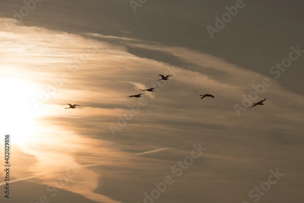 Obraz birds and sunset