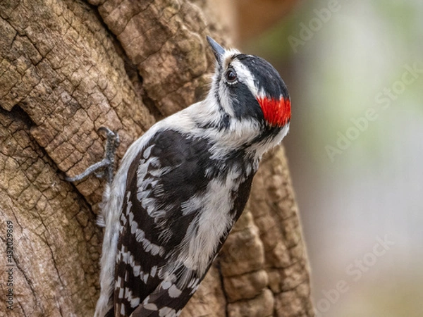 Obraz Downey Woodpecker