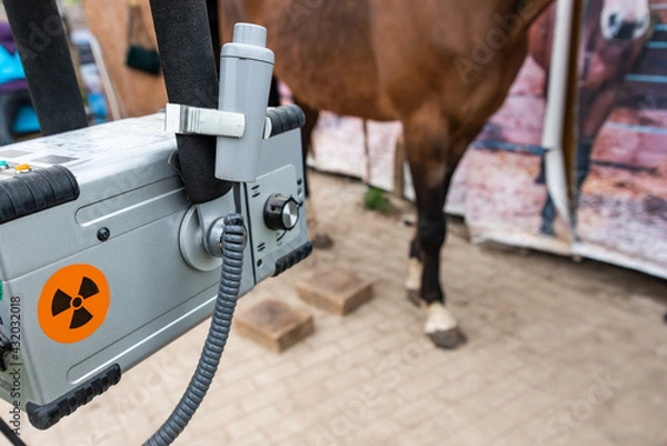 Obraz Radiographic imaging of the equine foot. The x-ray radiographic examination of the equine foot provide the veterinarian and farrier with a wealth of information