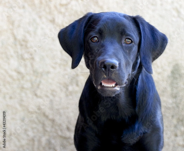 Obraz Labrador curieux