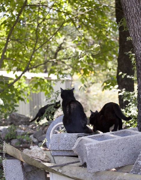Obraz chats abandonnés