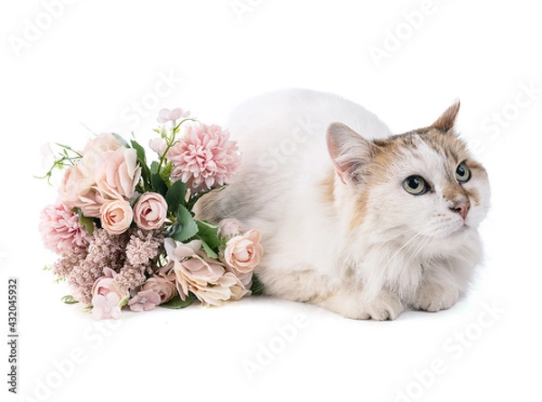 Fototapeta Portrait of a pretty cat