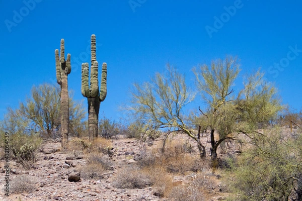 Obraz cactus in the desert