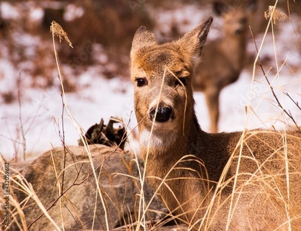 Fototapeta whitetail deer