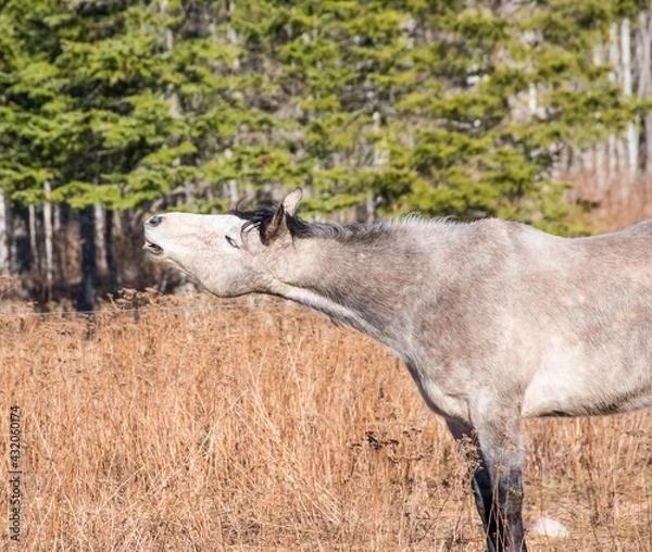 Fototapeta silly horse