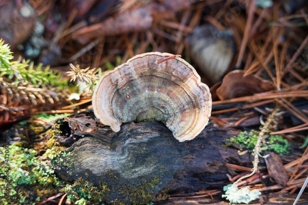 Fototapeta Toadstool