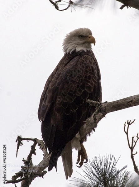 Fototapeta eagle eye