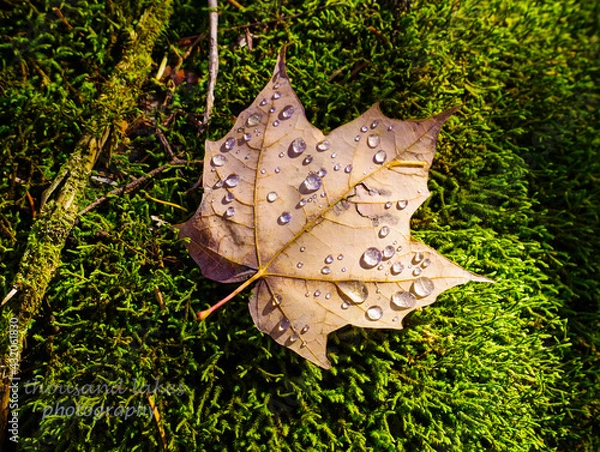 Fototapeta dew on leaf
