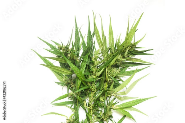 Obraz part of cannabis branch on white
