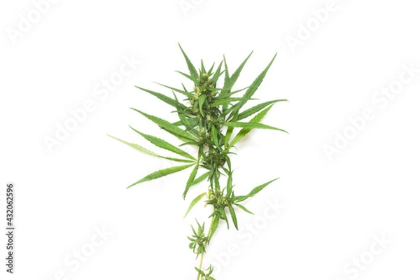Obraz part of cannabis branch on white