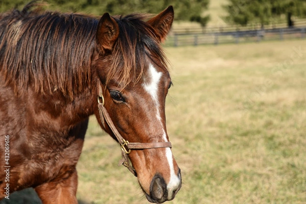 Fototapeta Horse wearing bridle in field with paddock fencing in the background
