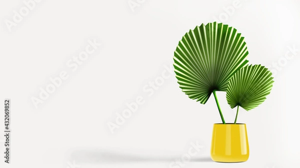 Fototapeta Round palm leaf in a yellow pot isolated on white background room. Fan palm indoor potted.