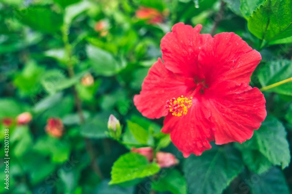 Obraz ハイビスカス