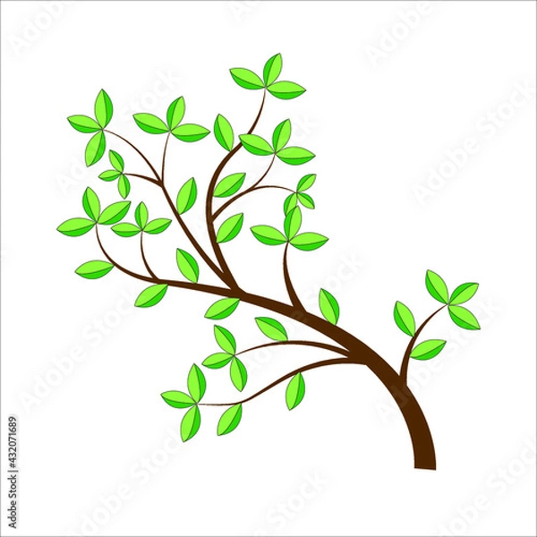 Fototapeta Tree branch with green leaves. Detailed vector plant, isolated on white background.