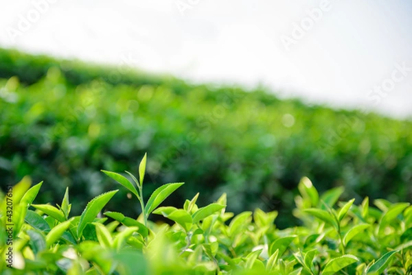 Obraz Green tea leaves
