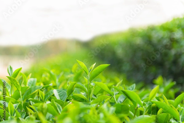 Obraz Green tea leaves