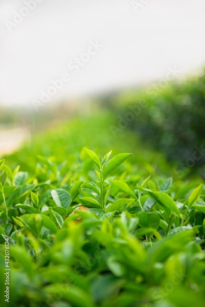 Obraz Green tea leaves