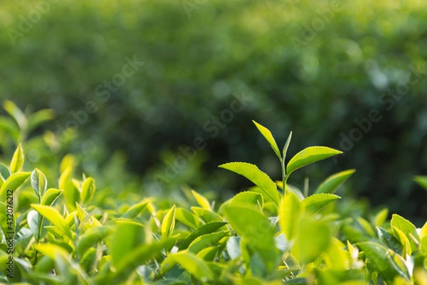 Obraz Green tea leaves