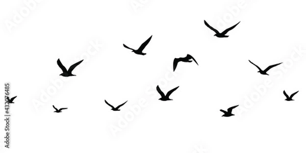Fototapeta silhouettes of birds set. seagulls in flight isolated. Migration of birds. Vector stock illustration