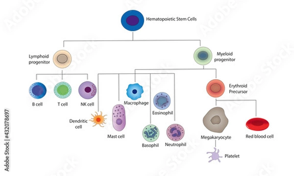 Obraz Hematopoietic Stem Cell [differentiation]
