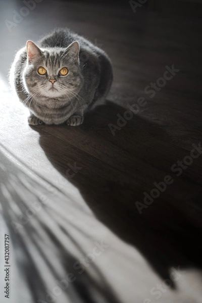 Fototapeta British shorthair tabby cat with yellow eyes lies on the floor in front of a window. Portrait of a pet in a home interior in soft daylight. Cozy home concept.