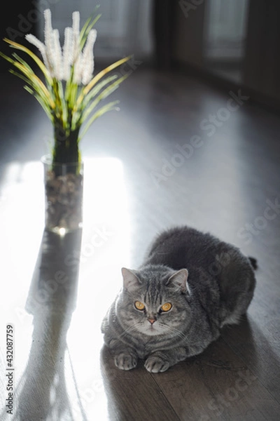 Fototapeta British shorthair tabby cat sits on the floor next to a flower in a vase. Portrait of a pet in the interior with curtains and sunlight from the window. Selective focus, blur effect. Cozy home concept.