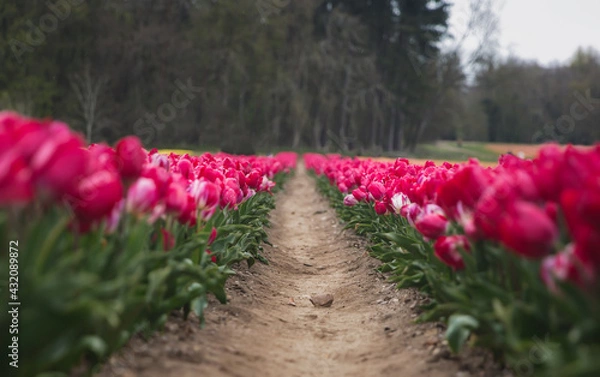 Obraz Tip Toeing Through The Tulips....